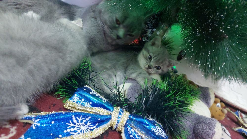 Котята продаются ,Скидка 40 y.e