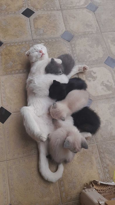 Котята Скоттиш-Фолд