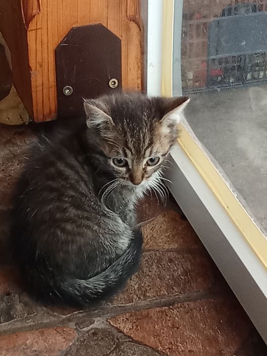 Подарявам котенца