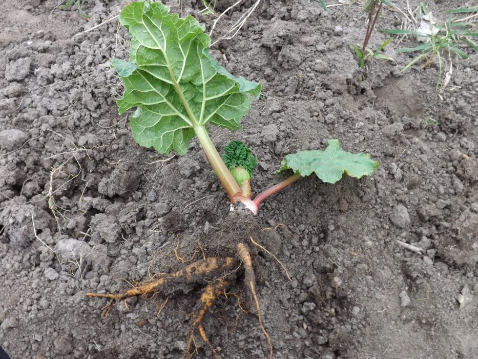 Producator vand coroana de rubarba , revent , rabarbar aclimatizata