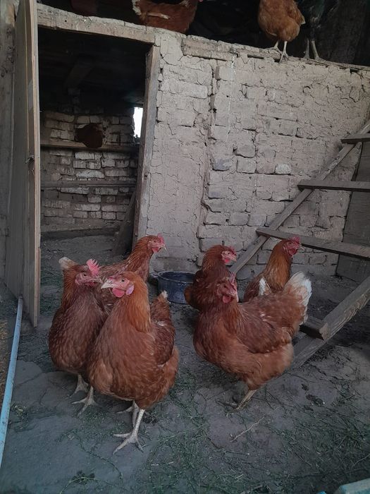 Продам кур несушек