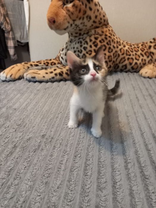 Отдам котят в хорошие руки