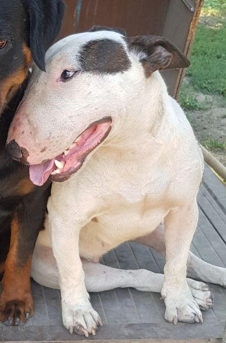 Пропала собака, породы бультерьер