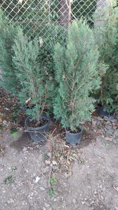 Gard viu din leilandi sau tuia