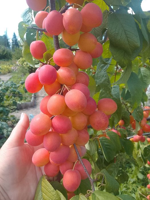 Слива красная сладкая