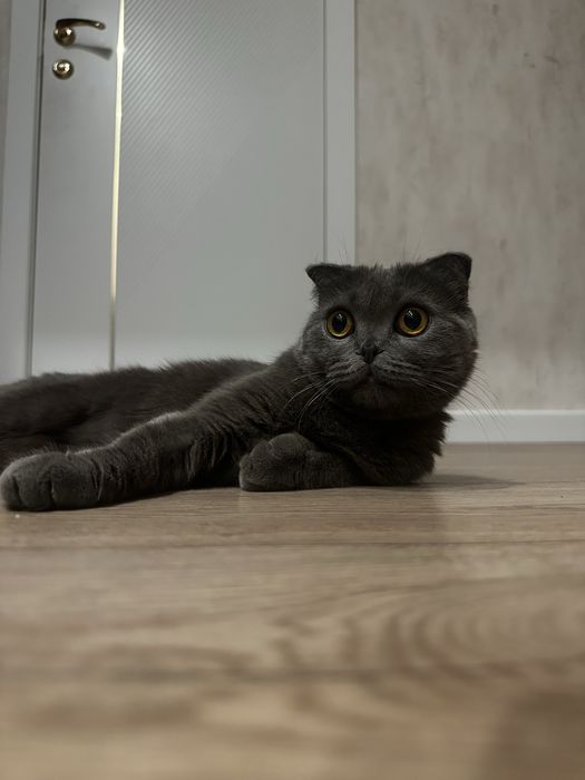 Кошка ( британская )