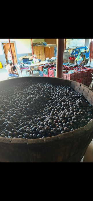 Prune pentru tuica