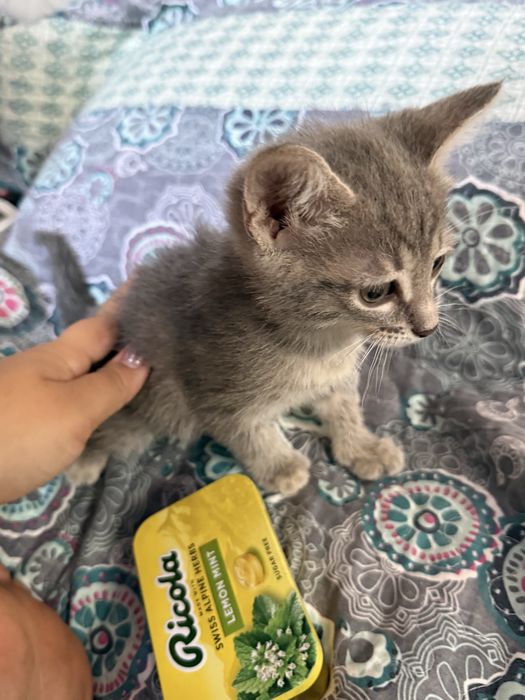 Котята 1,5 месяца мал/дев