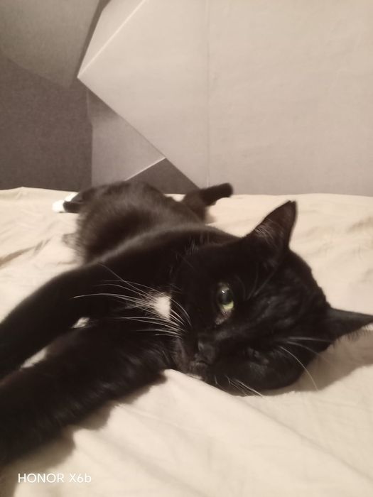 Отдам кошку в хорошие руки