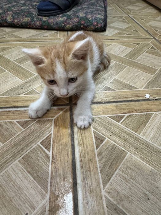 Котята, в хорошие руки