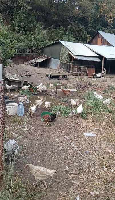 Продам курей и петухов