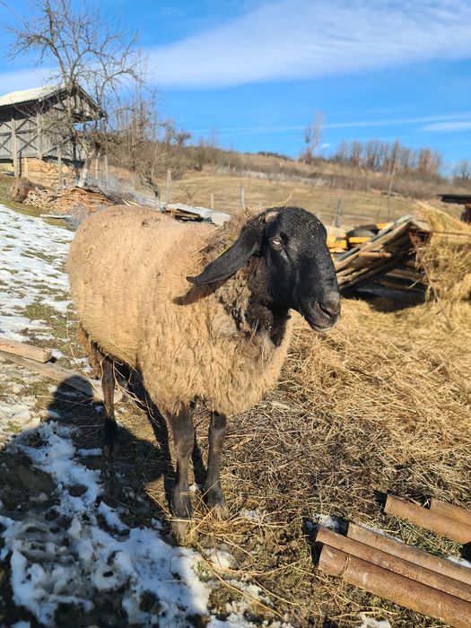 Vând berbec carabaș