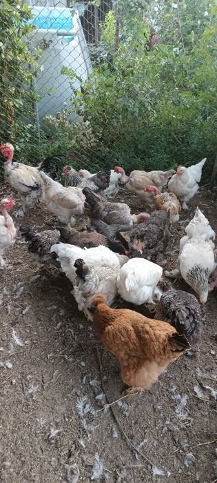 Продам кур домашних