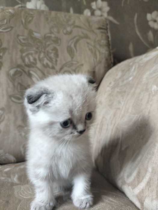 Котята окрас шиншиллы