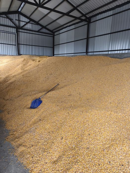 Vând grăunte preț 0,85 de bani