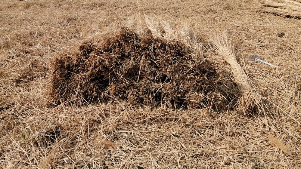 Maldari și snopi de stuf