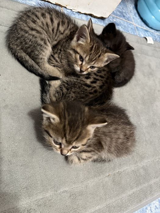 Отдаю бесплатно котят