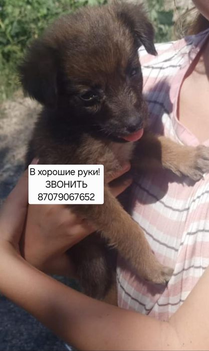 Щенок в поиске дома и любящего хозяина