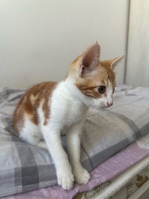 Отдам котика в хорошие руки( мальчик)