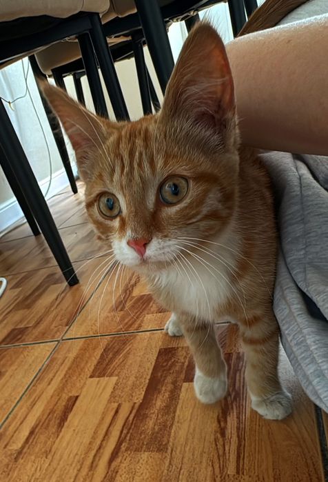 Котенок в добрые руки