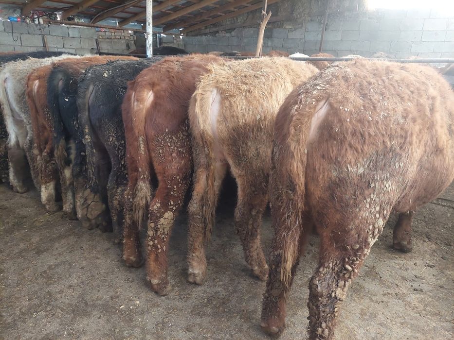 Продаются  бычки