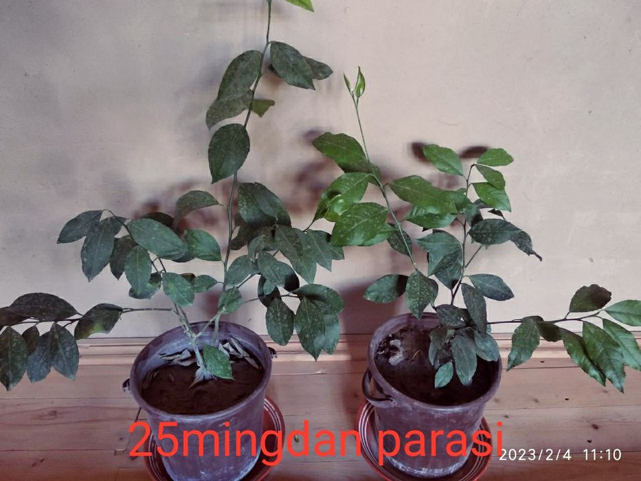 Gullar sotiladi. Arzon narxlarda