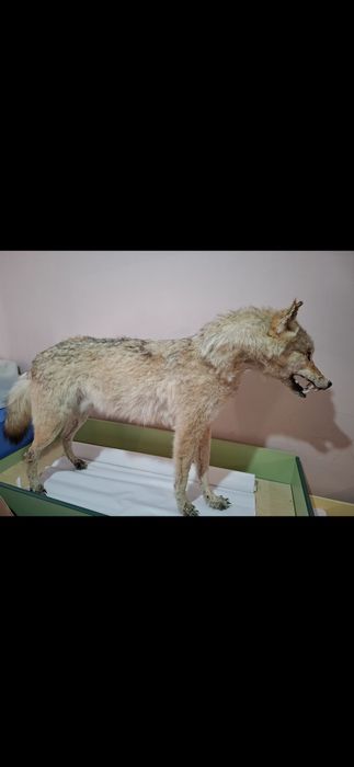 Волк Чучело волка