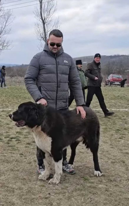 Vand ciobanesc de bucovina