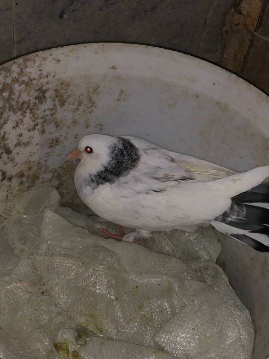 Голуби кабутар кафтар жувона