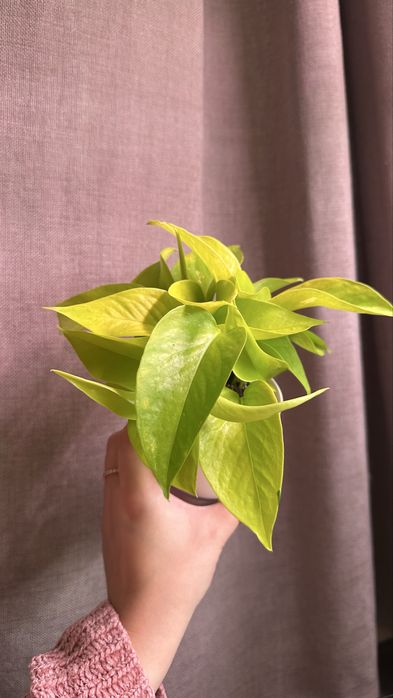 эпипремнум неон растение