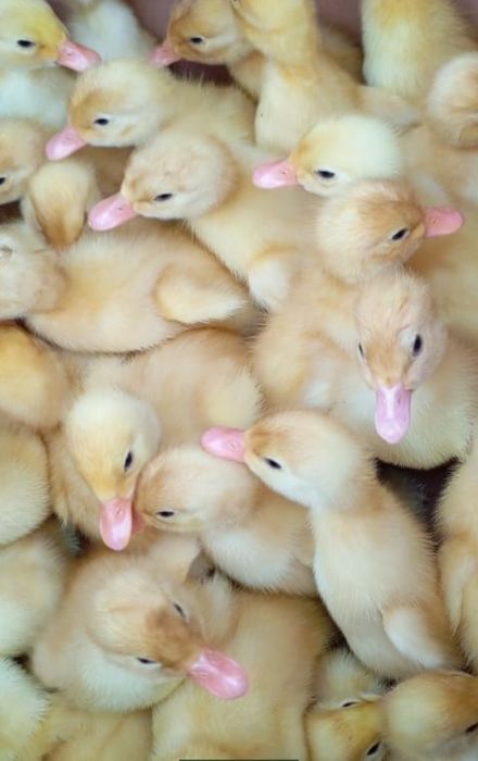 Продам утят бройлерных