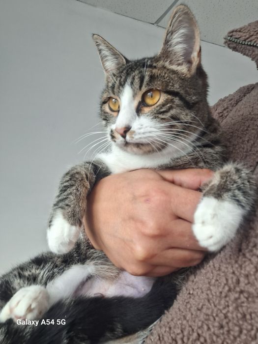 В добрые руки отдам