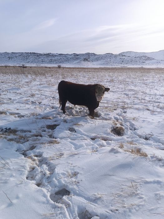 Быки производители
