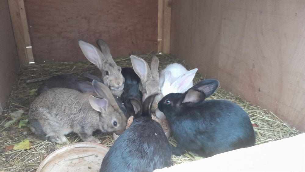 Продам кроликов 8 штук