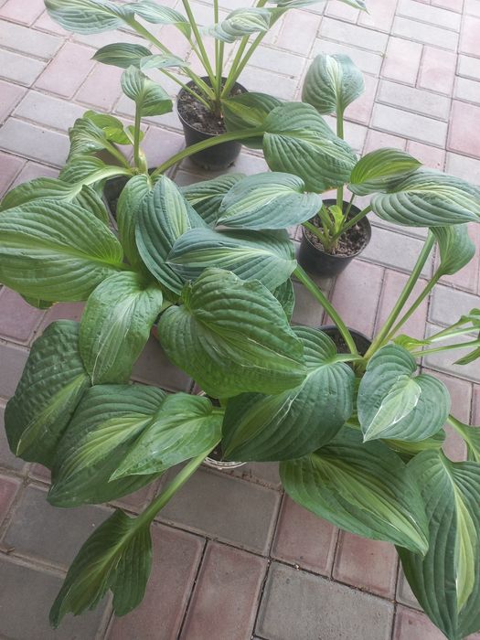 Срочно продам  хосты,папоротники