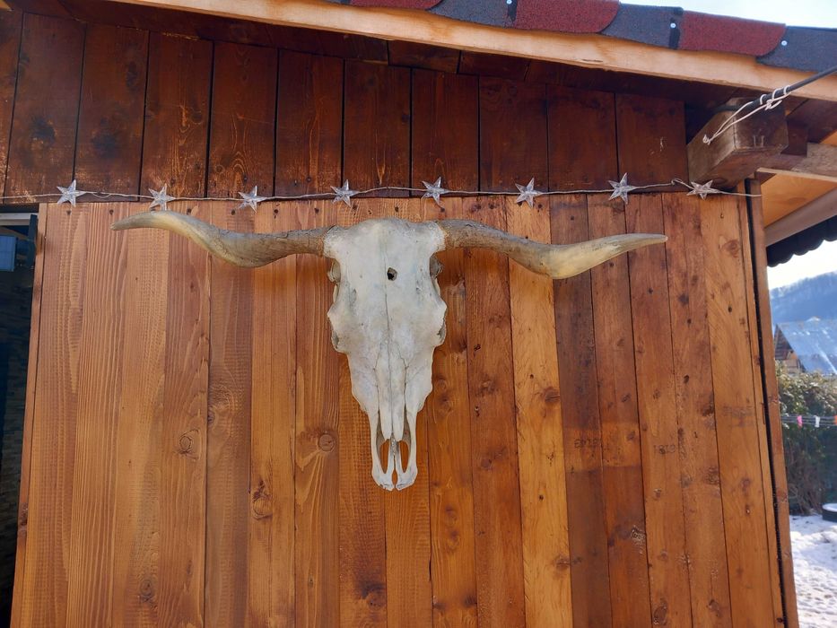 Craniu Trofeu Autentic,Taur, Bivol,Dimensiuni Mari