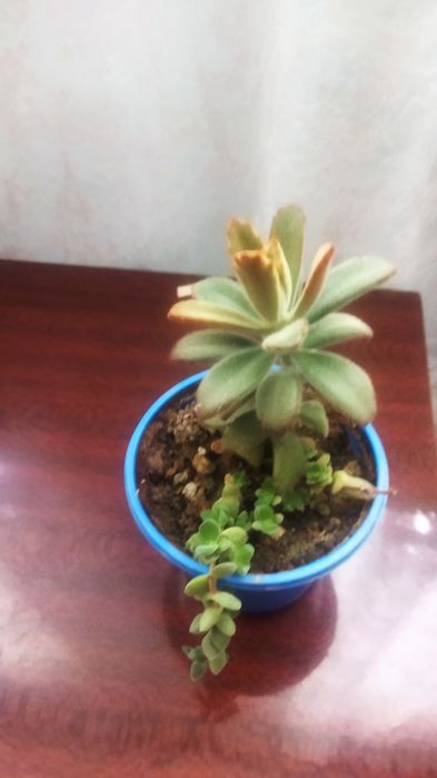 Продам комнатные цветы