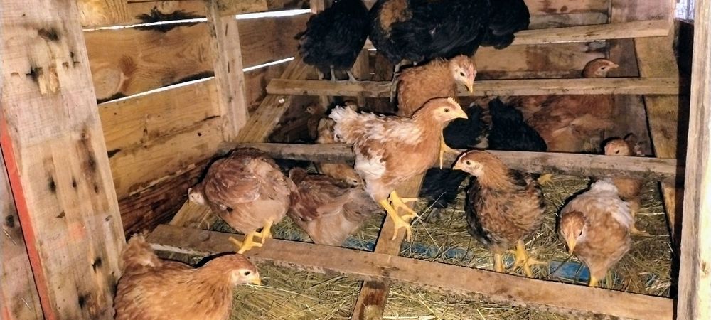 Vând oua de găină