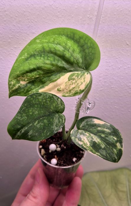 Продам сортовые сциндапсусы