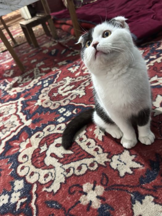 Кошка Mushuk Toshkent