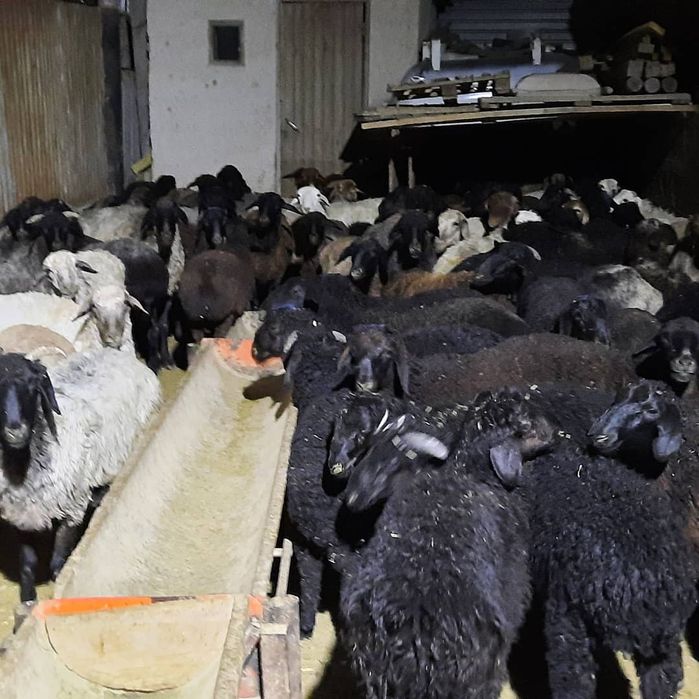 семиз кой токты тусак кошкар