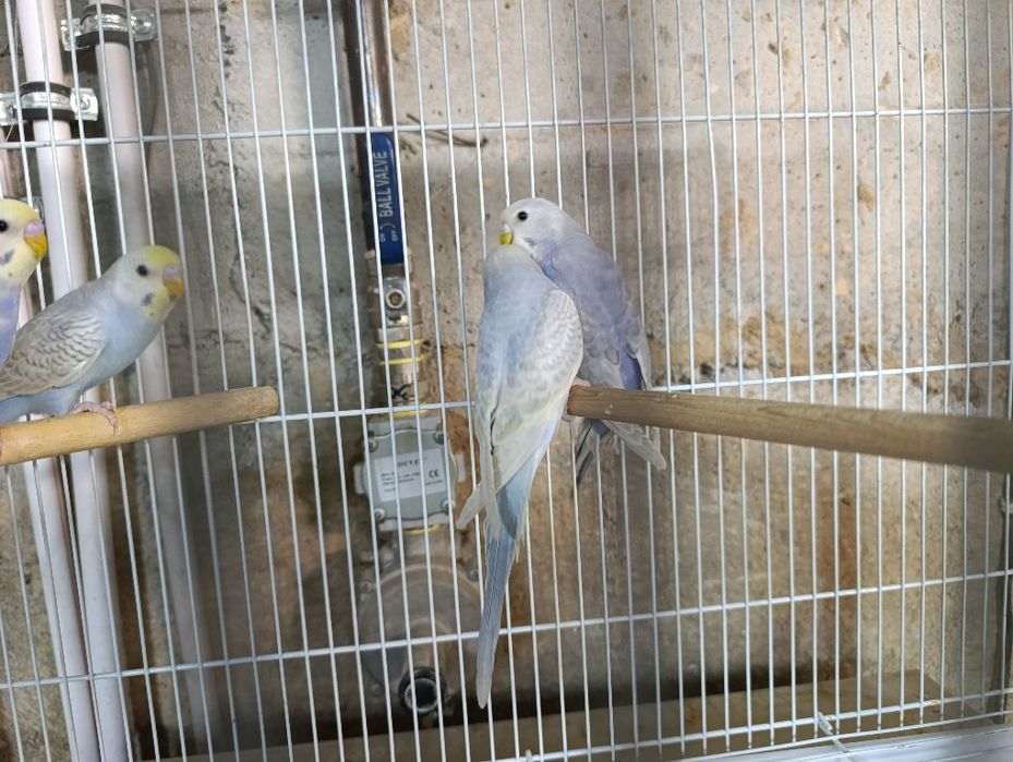 Radujniy qushlar toza qon