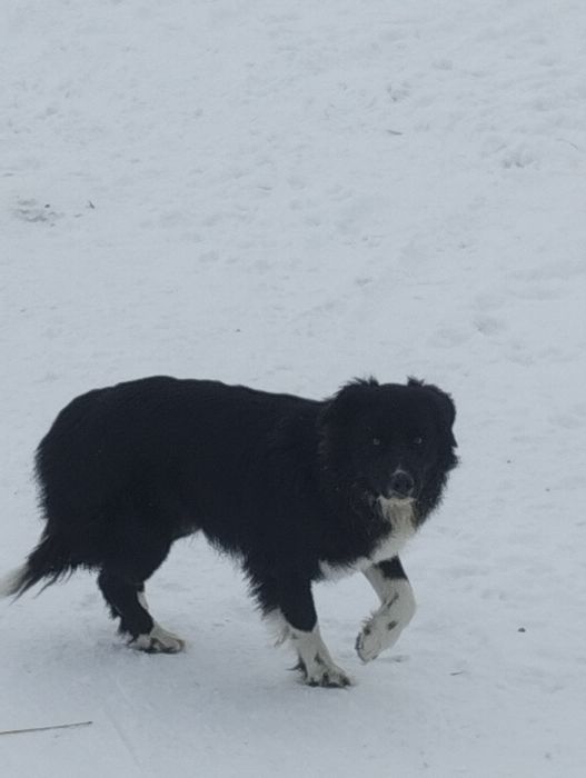 Бордер колли щенки