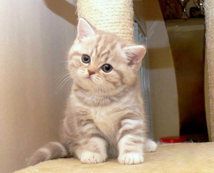 Шотландские котята