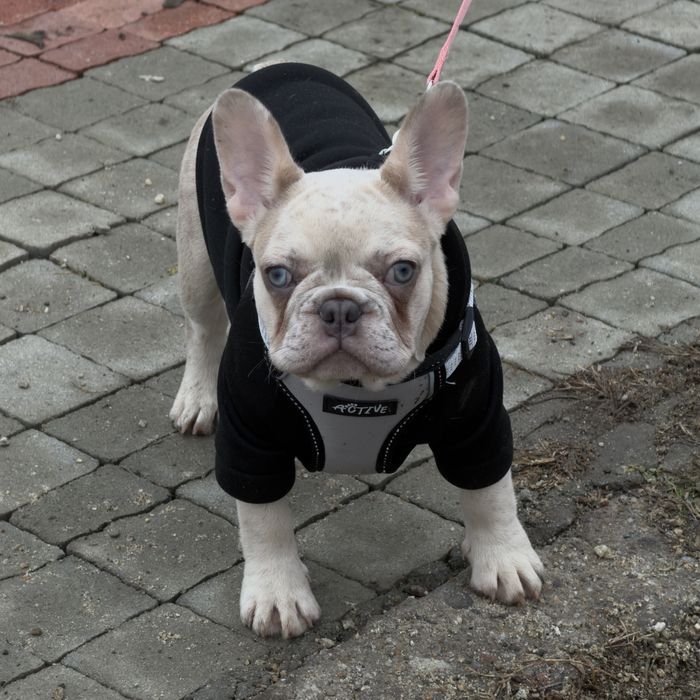 Lilac fawn merle x isabella френски булдог