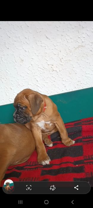 Boxer german gold  3 luni