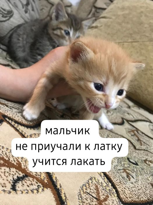 Отдам котят в добрые руки