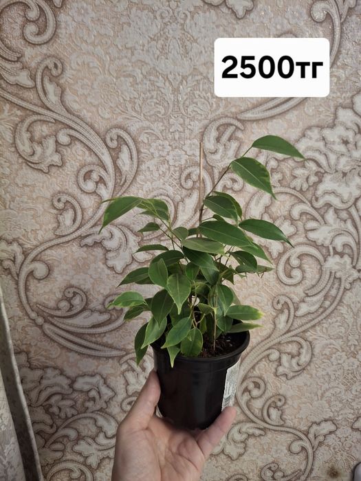 Фикусы. Комнатное растение