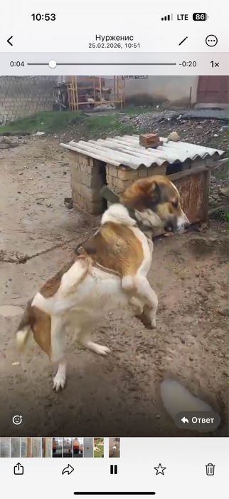 Алабай ит ұрғашы