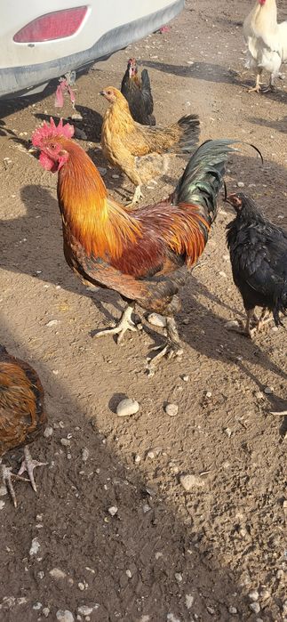 Домашний петухов продам